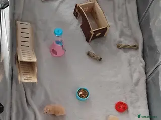 Hamster rodents Hamsters for Sale - Advert 6