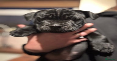 Staffordshire Bull Terrier dogs - Advert 9