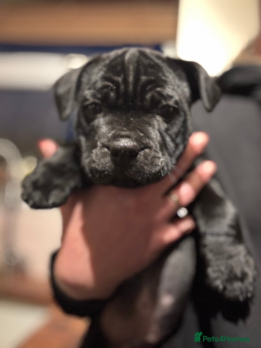 Staffordshire Bull Terrier dogs for sale: Champion Beautiful Black Staffy Puppies  - Image 3