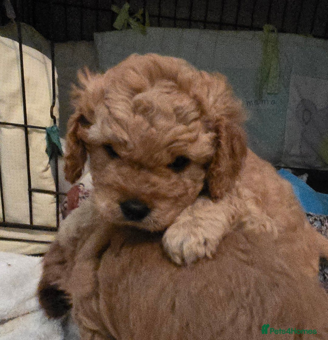 Cavapoo dogs for sale: Teddy bear cavapoo  - Advert 8