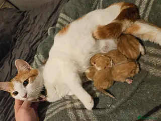 Mixed Breed cats 4 ginger/white kittens looking for forever homes - Advert 1