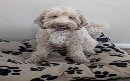 Australian Labradoodle dogs for sale: Minature Austrailian labradoodles - Image 16