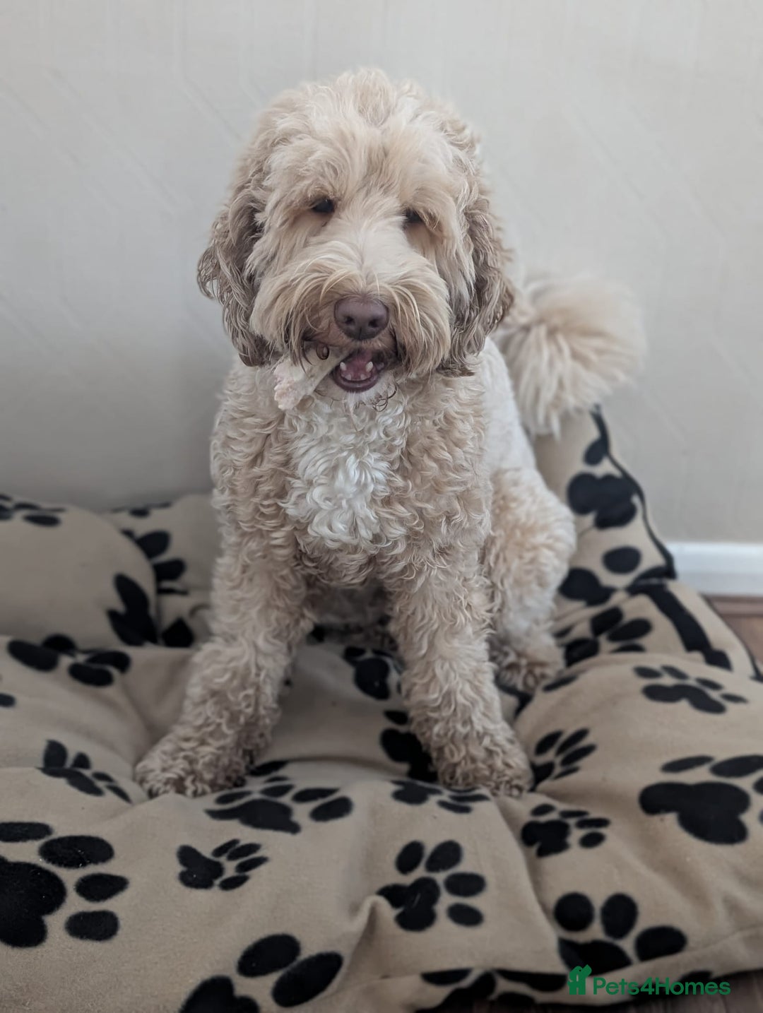 Australian Labradoodle dogs for sale: Minature Austrailian labradoodles - Image 16