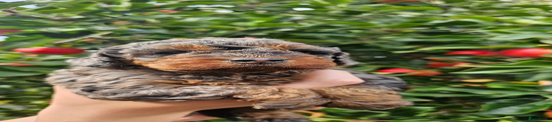 Cockapoo Puppy 1
