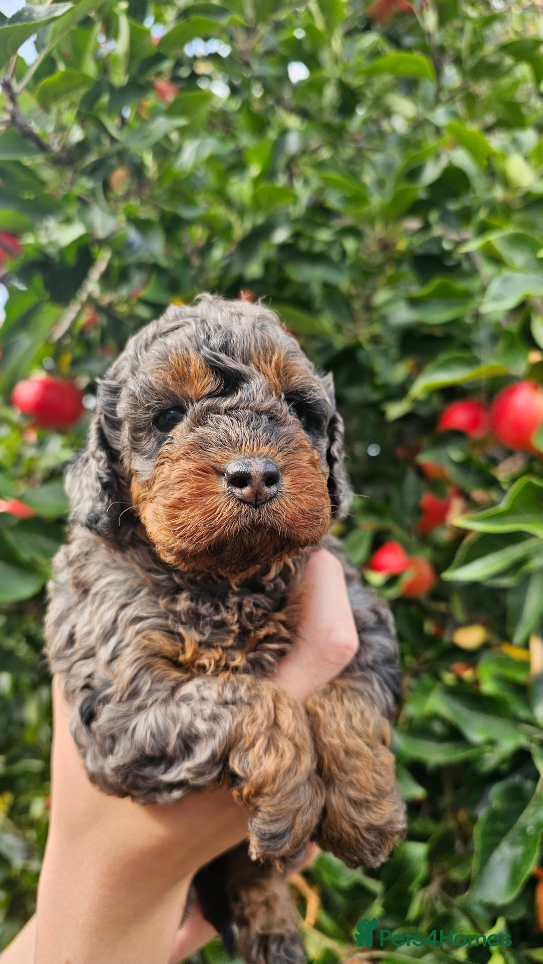 Cockapoo dogs for sale: F2 Cockapoo puppies for sale  - Image 1
