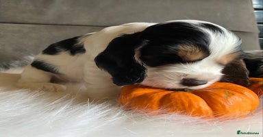 Cocker Spaniel dogs - Advert 11