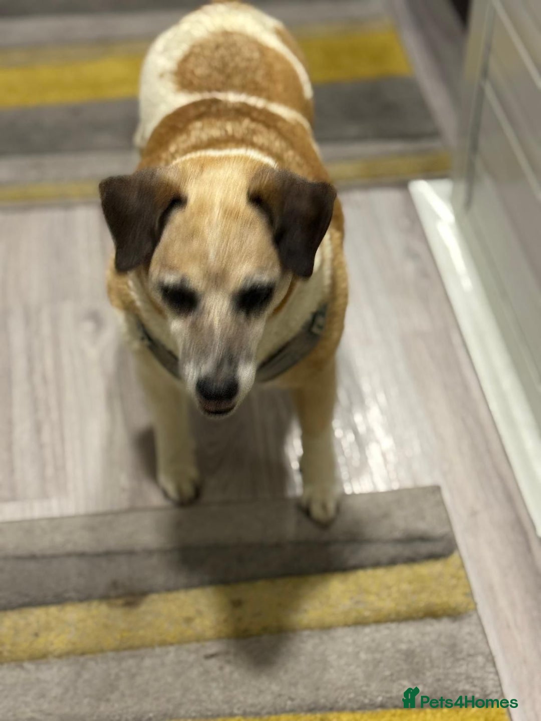 Mixed Breed dogs for adoption: Sweetheart Folti needs her home - Advert 19