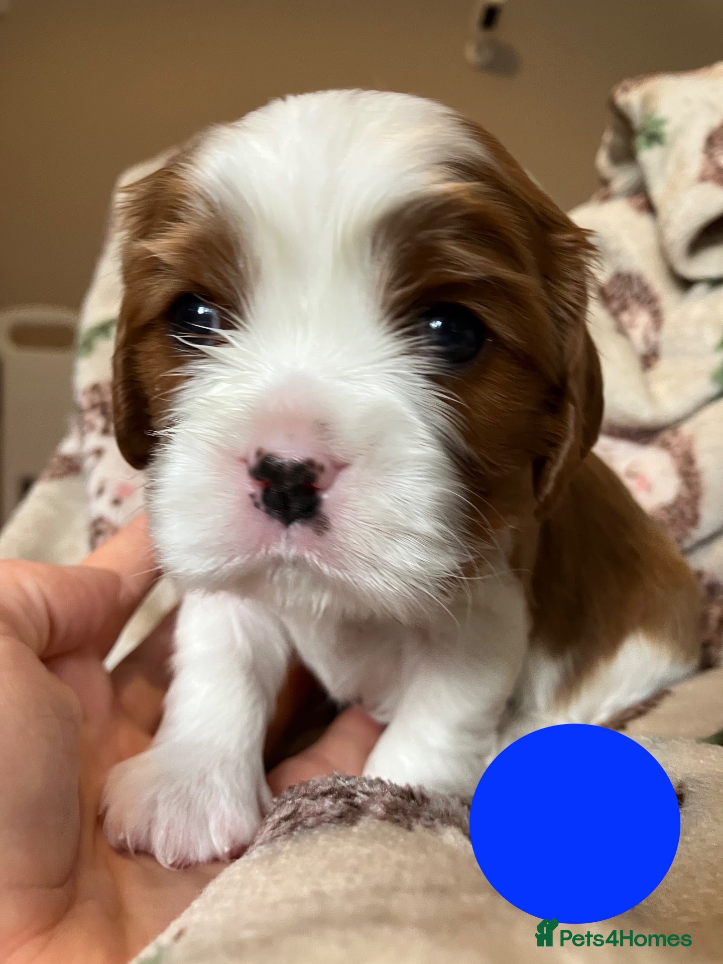 Cavalier King Charles Spaniel dogs KC Registered Puppies from Health Tested Parents  - Advert 1