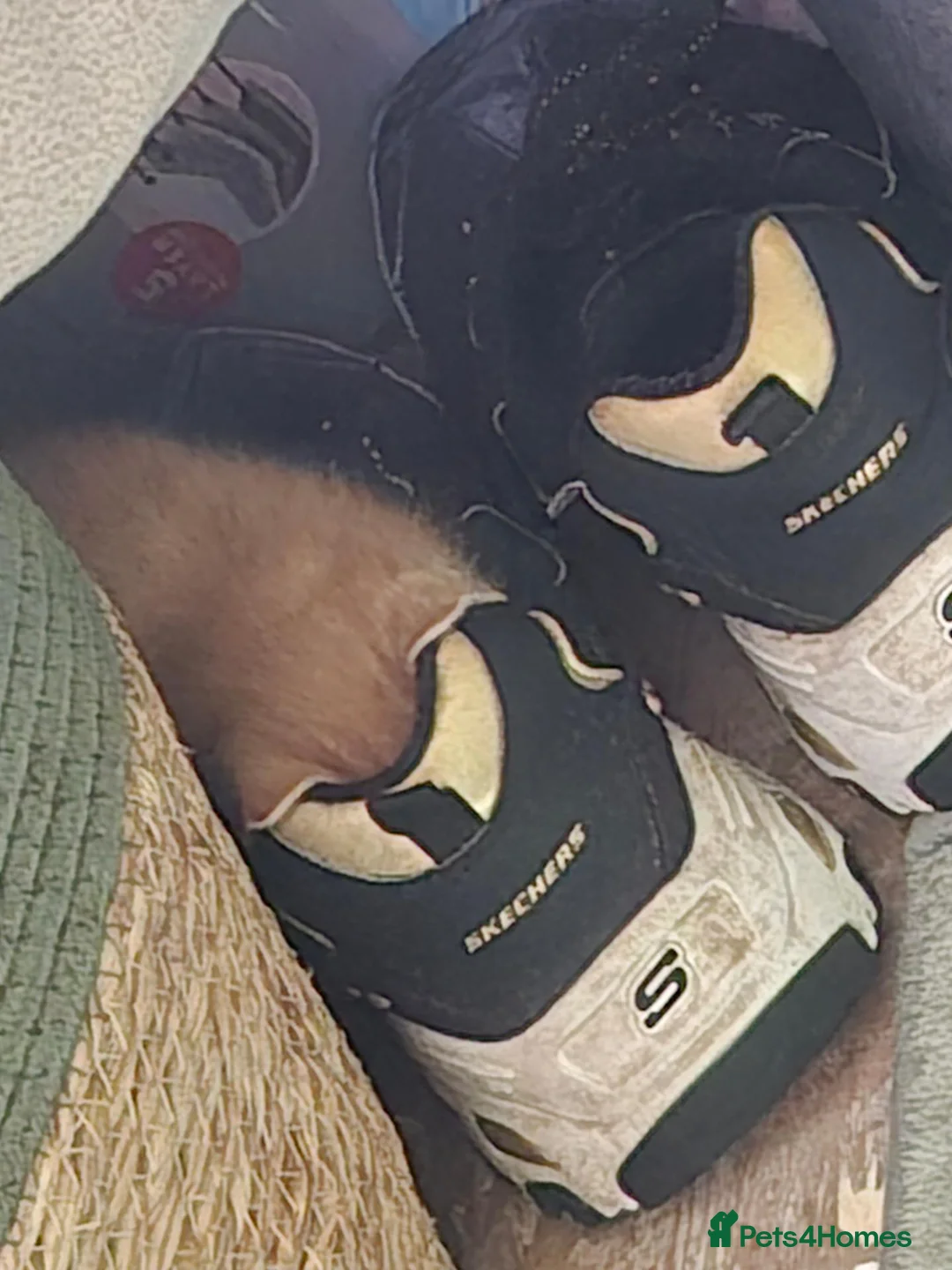 Mixed Breed cats for sale: Female kitten for sale - Advert 22