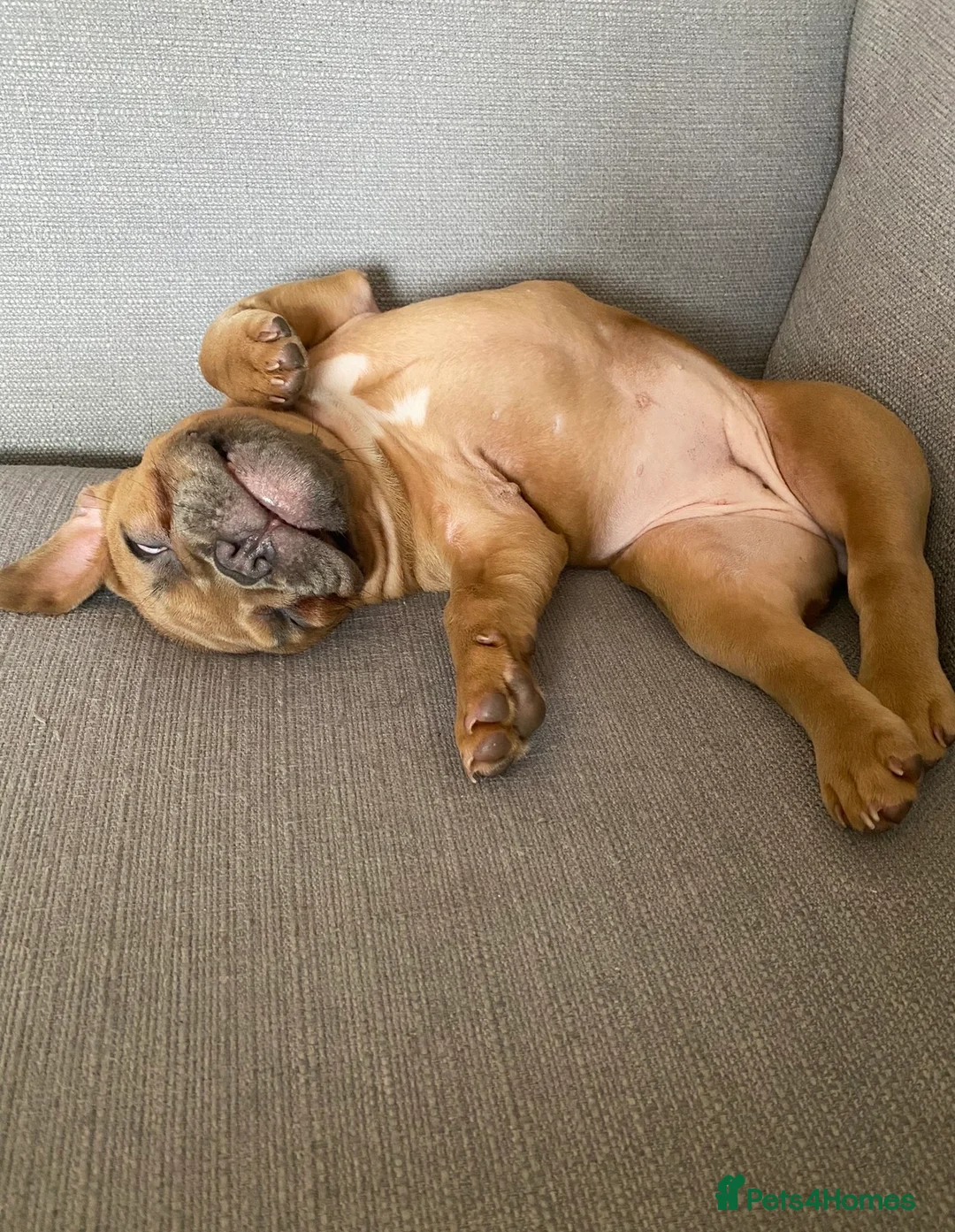 French Bulldog dogs for sale: Loving Home Needed for 3-Yr French Bulldog – Molly - Advert 14