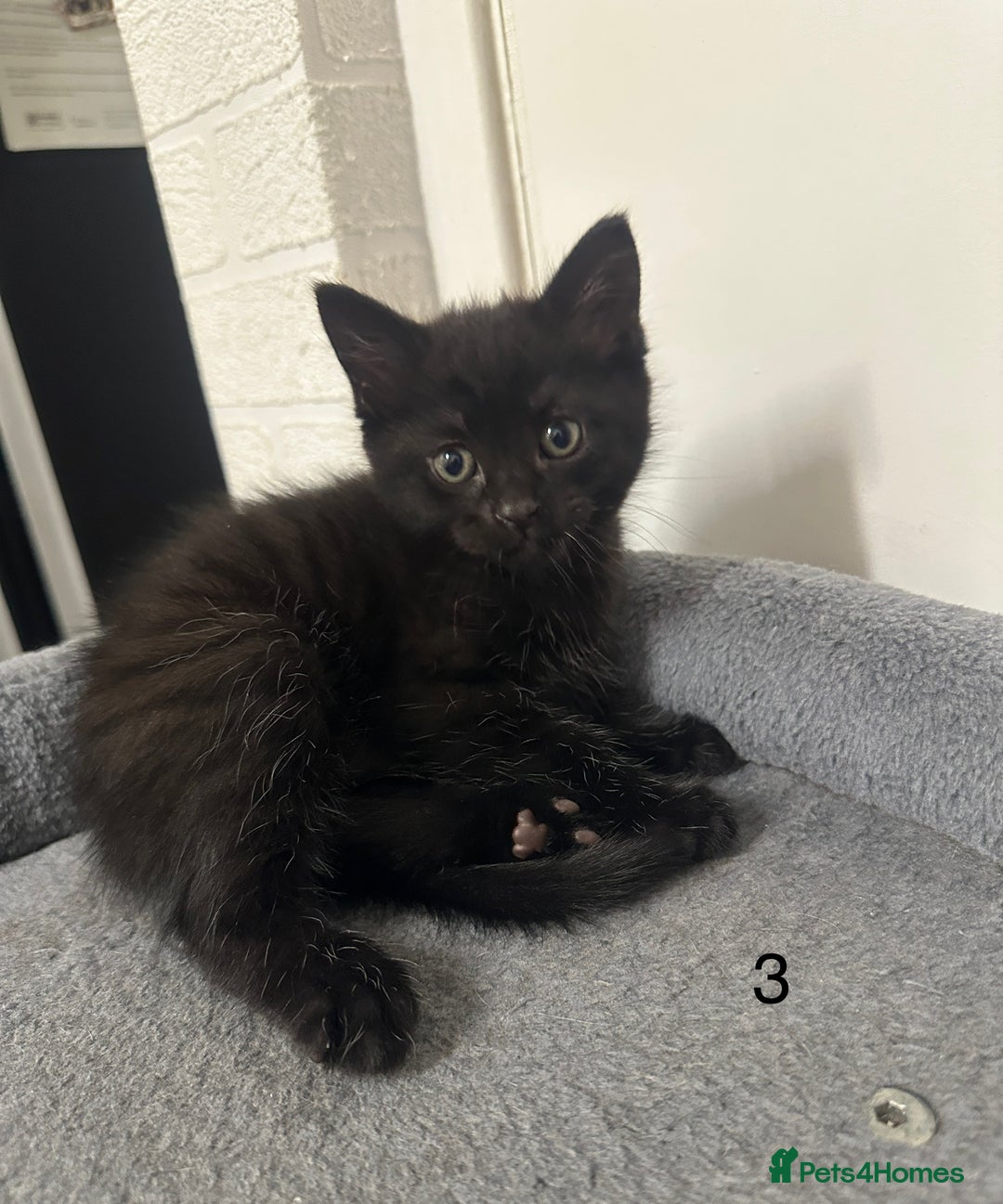 Mixed Breed cats for sale: 4 black tabby male kittens for sale - Advert 4