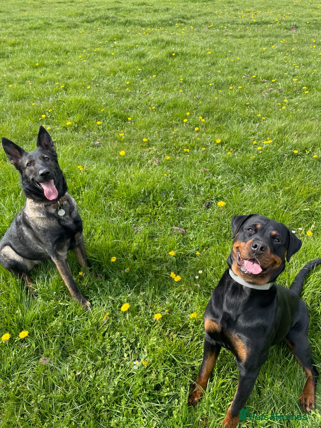 Rottweiler dogs for sale: Beautiful Female Rottweiler for adoption  - Advert 10