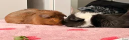 Guinea Pig rodents for sale: Male Guinea Pigs in Northampton - Advert 3