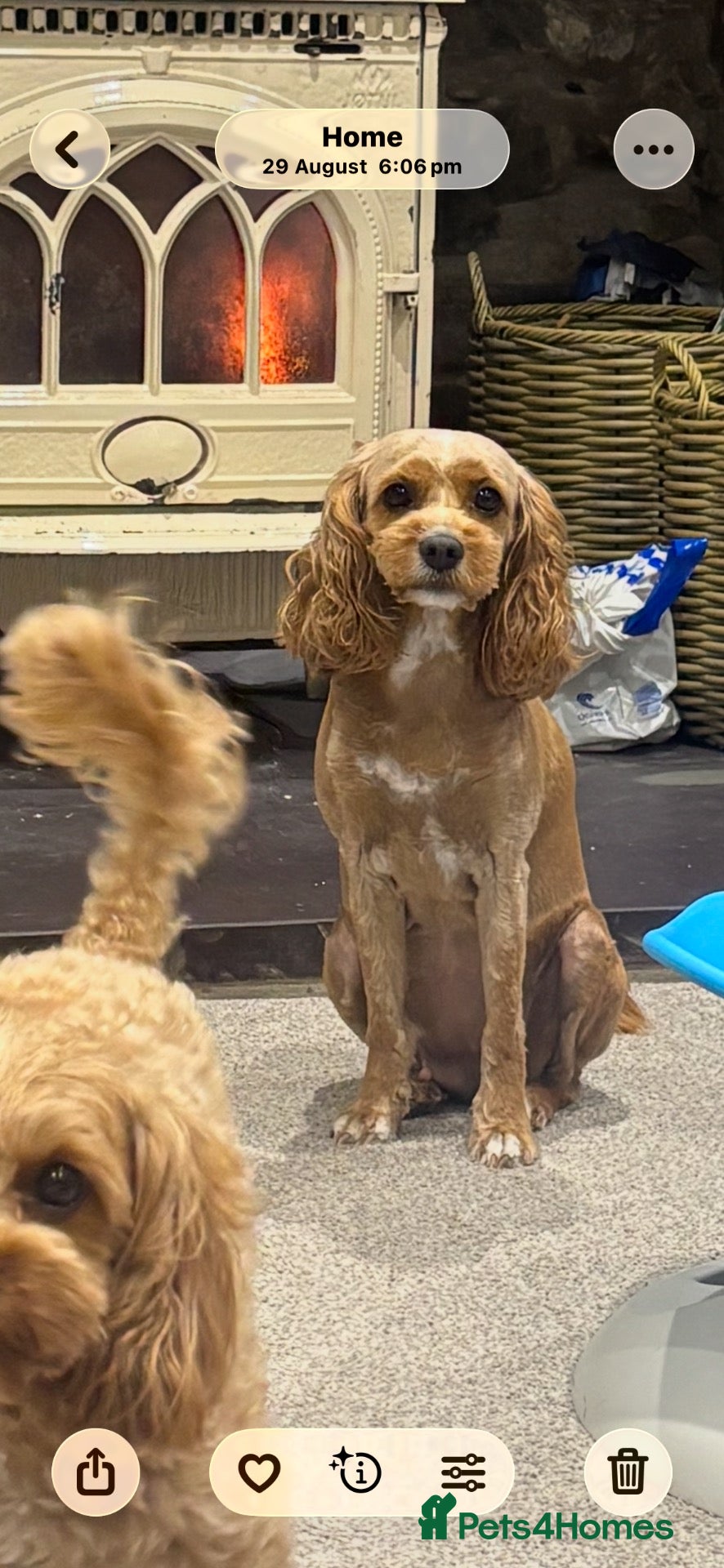 Cavapoochon dogs Beautiful little of red/apricot cavapoochons - Advert 2