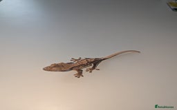 Gecko reptiles for sale: Lilly White Crested Gecko Hatchlings - Image 2