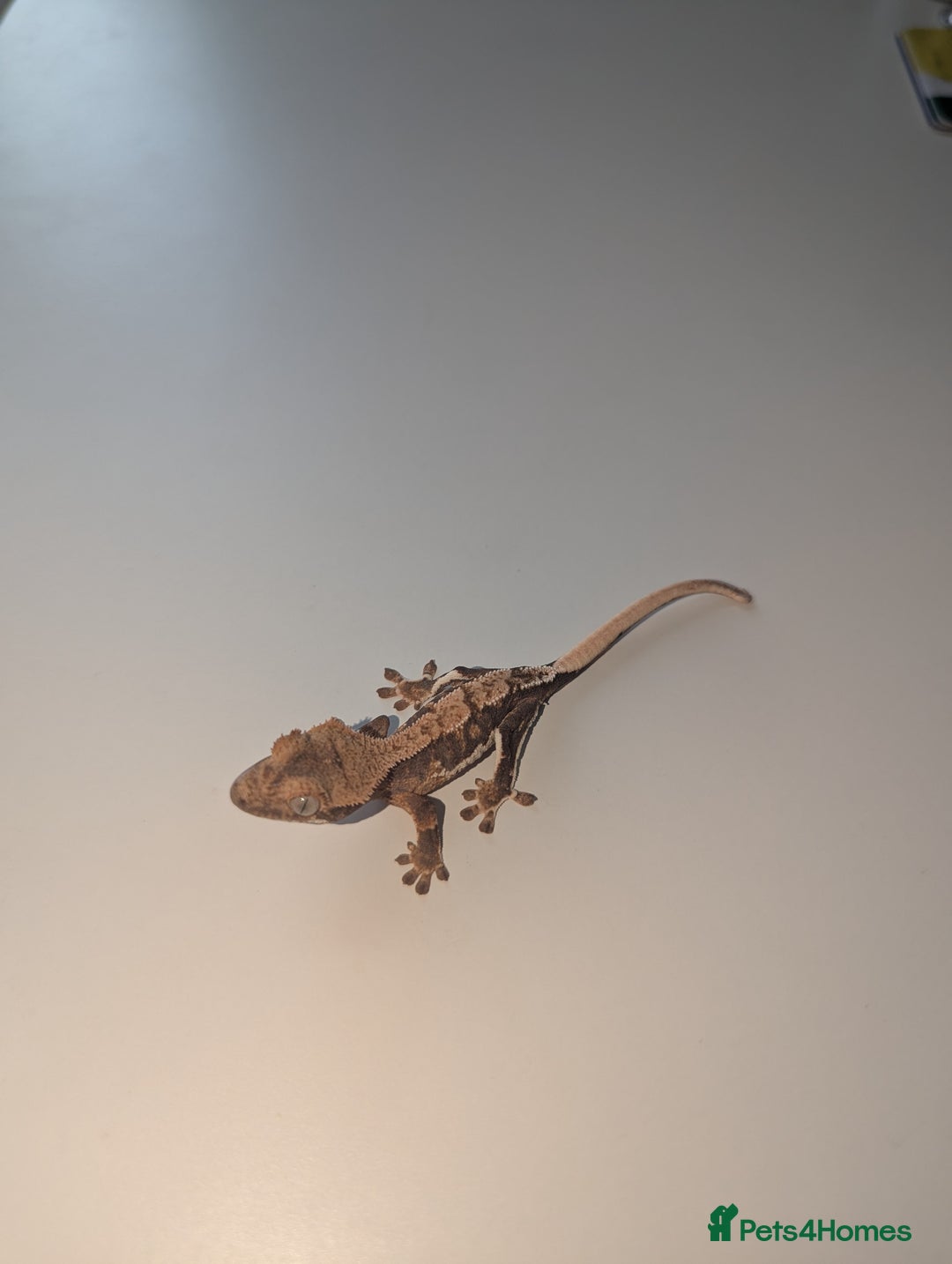 Gecko reptiles for sale: Lilly White Crested Gecko Hatchlings - Image 2
