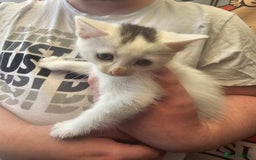Mixed Breed cats for sale: KITTENS FOR SALE - Image 1