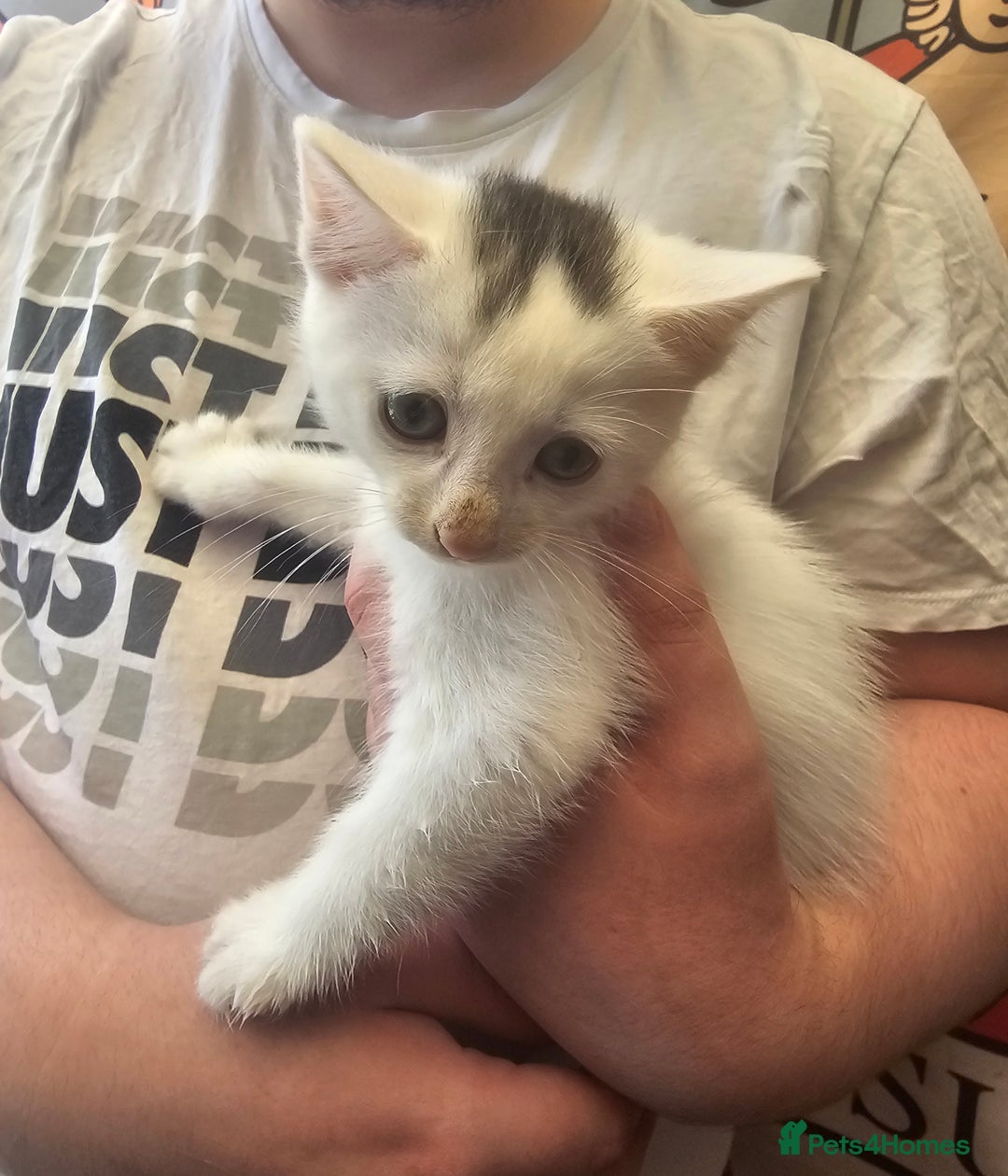 Mixed Breed cats for sale: KITTENS FOR SALE - Image 1