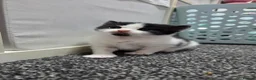 Mixed Breed cats for sale: One male and one female kitten available  - Advert 14