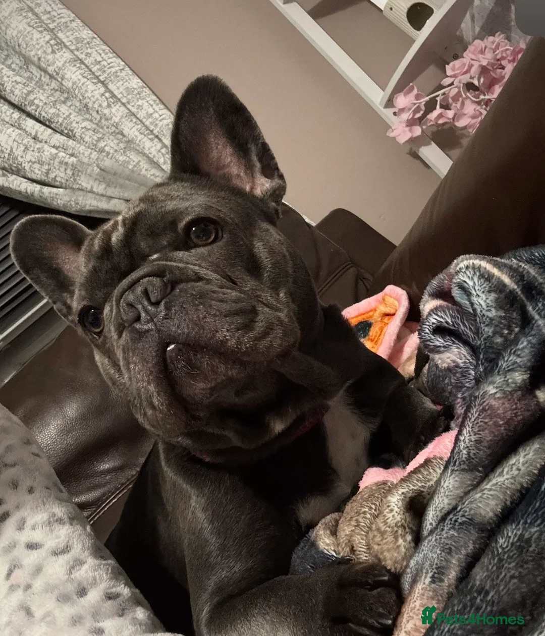 French Bulldog dogs for sale: French bulldog in Nottingham - Advert 2