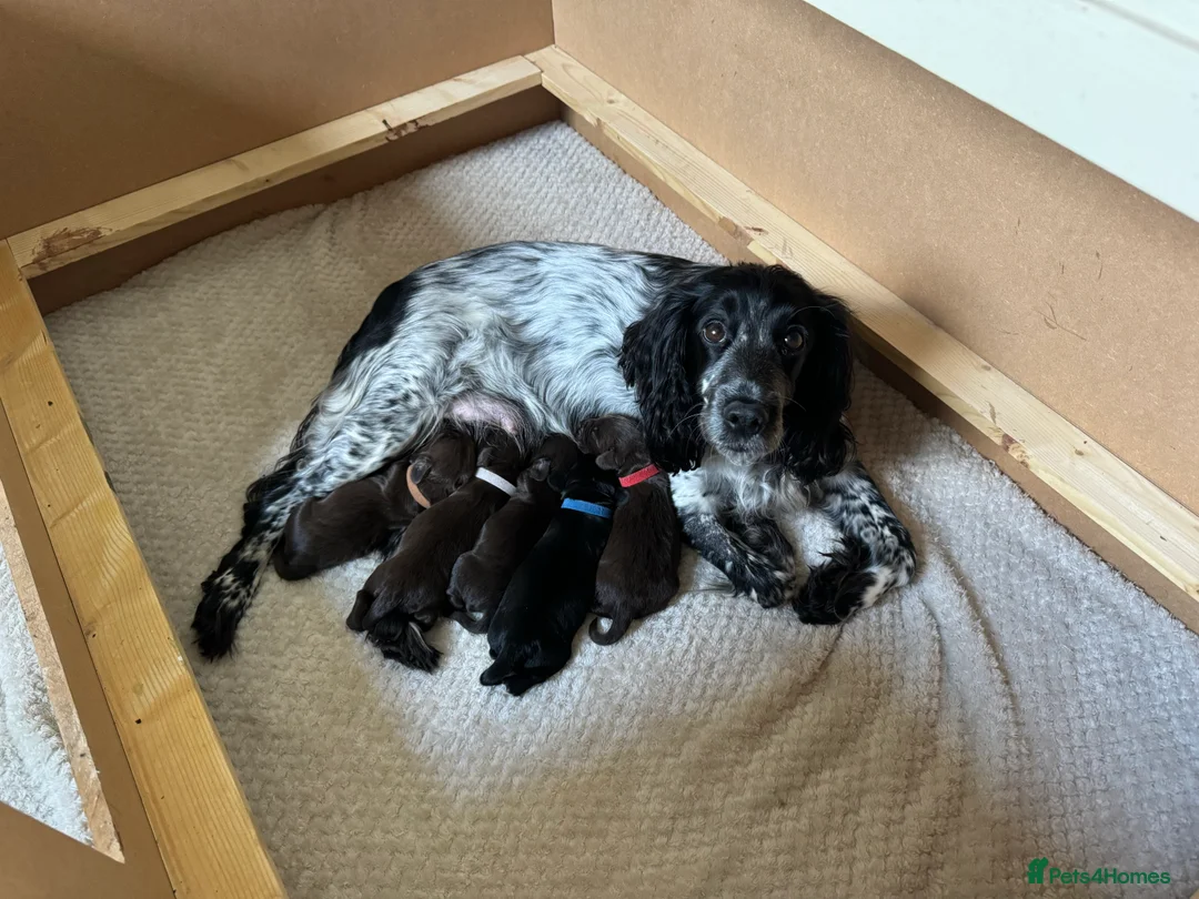 Cocker Spaniel dogs for sale: KC Cocker spaniel puppies chocolate brown - Advert 2