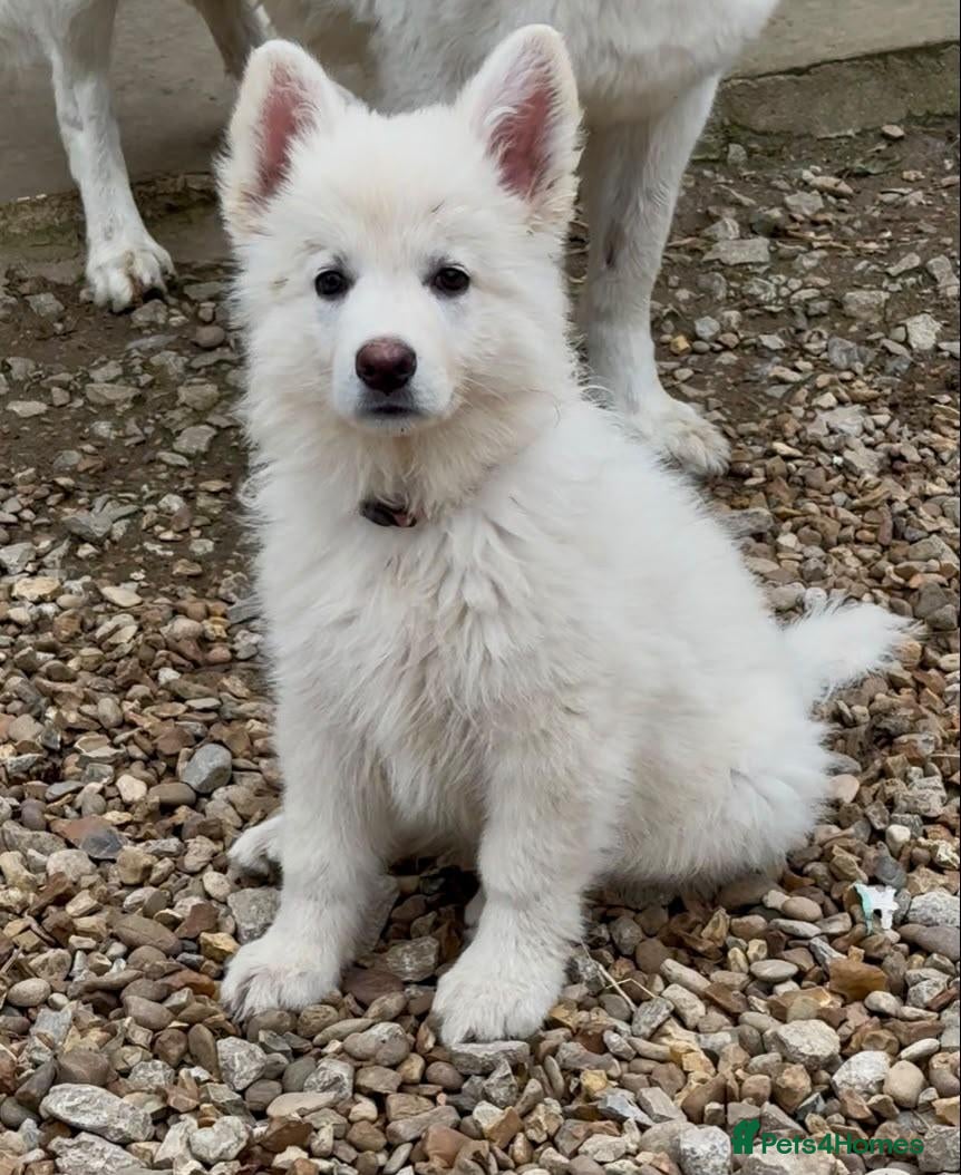 German Shepherd dogs Outstanding KC White long haired GSD pups  - Advert 1