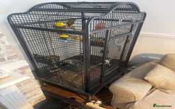 Lovebirds birds for sale: 2 Lovebirds  - Image 2