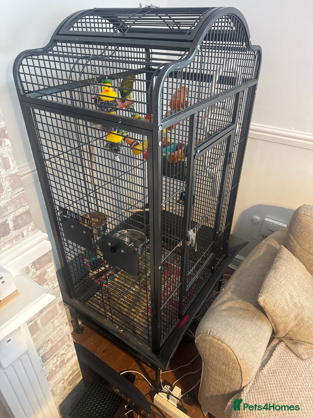 Lovebirds birds for sale: 2 Lovebirds  - Image 2