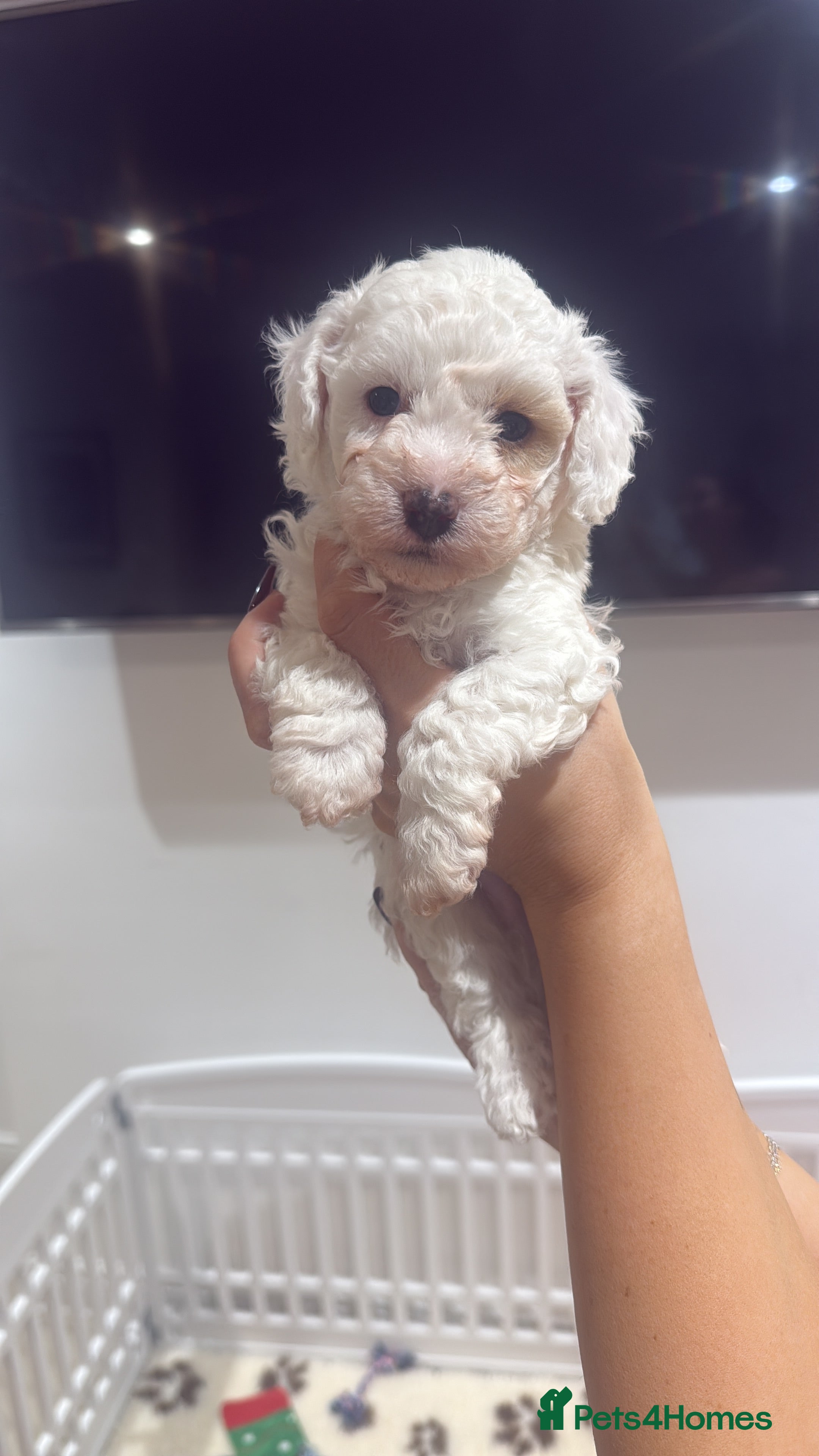 Maltipoo dogs 1 x male teddy maltipoos  - Advert 2