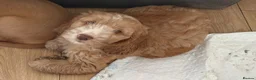 Cockapoo dogs for sale: F1B Cockapoo (1 Male left) in Bacup - Advert 10
