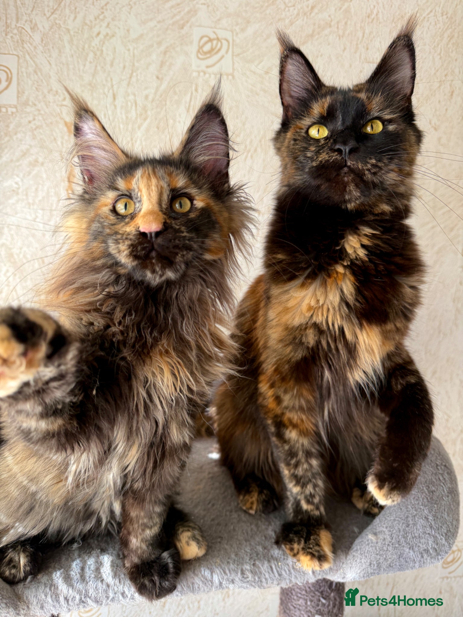 Maine Coon cats Maine coon kittens 🧡 - Advert 1