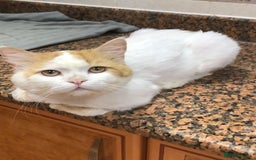 Mixed Breed cats for adoption: TEAPOT ! - THE MOST AFFECTIONATE BOY YOU CAN ADOPT - Image 6