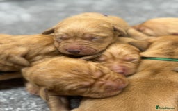 Labrador Retriever dogs for sale: Gorgeous KC Fox Red Labradors 🦊  - Image 8