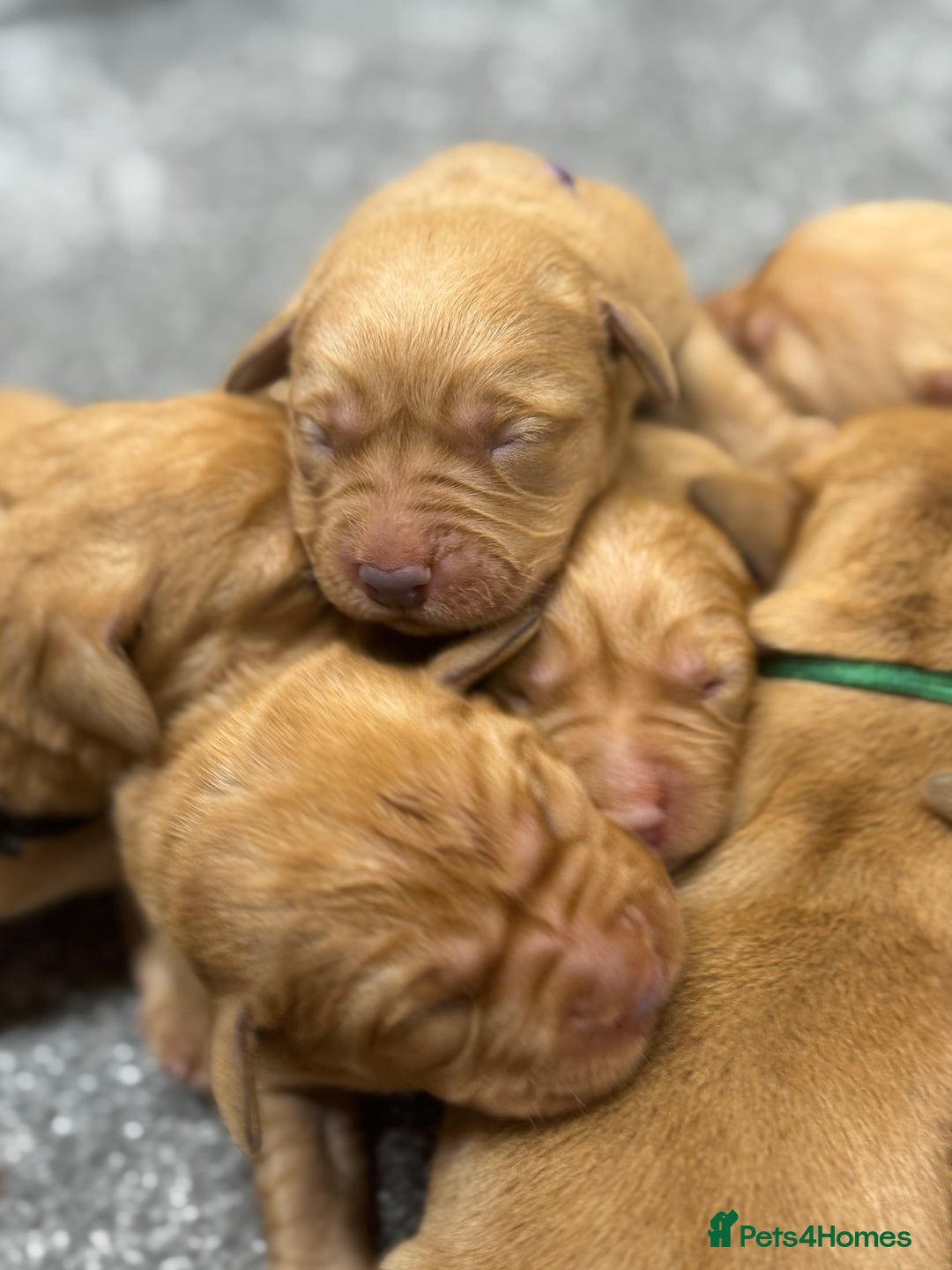 Labrador Retriever dogs for sale: Gorgeous KC Fox Red Labradors 🦊  - Image 8