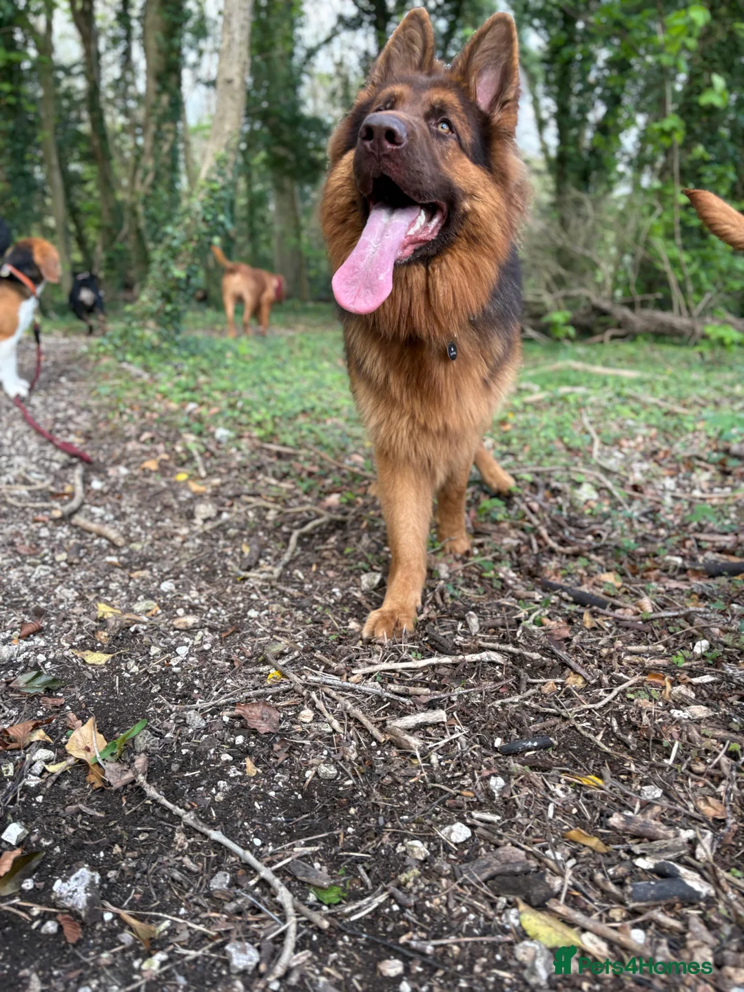 German Shepherd dogs for sale: German shep 1 year 7 months - Advert 2