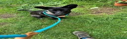 Mixed Breed dogs for adoption: ATHENA -clever/loving/happy/loves dogs/playful  in Abingdon - Advert 3