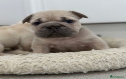 French Bulldog dogs for sale: French bulldog puppies  - Advert 23