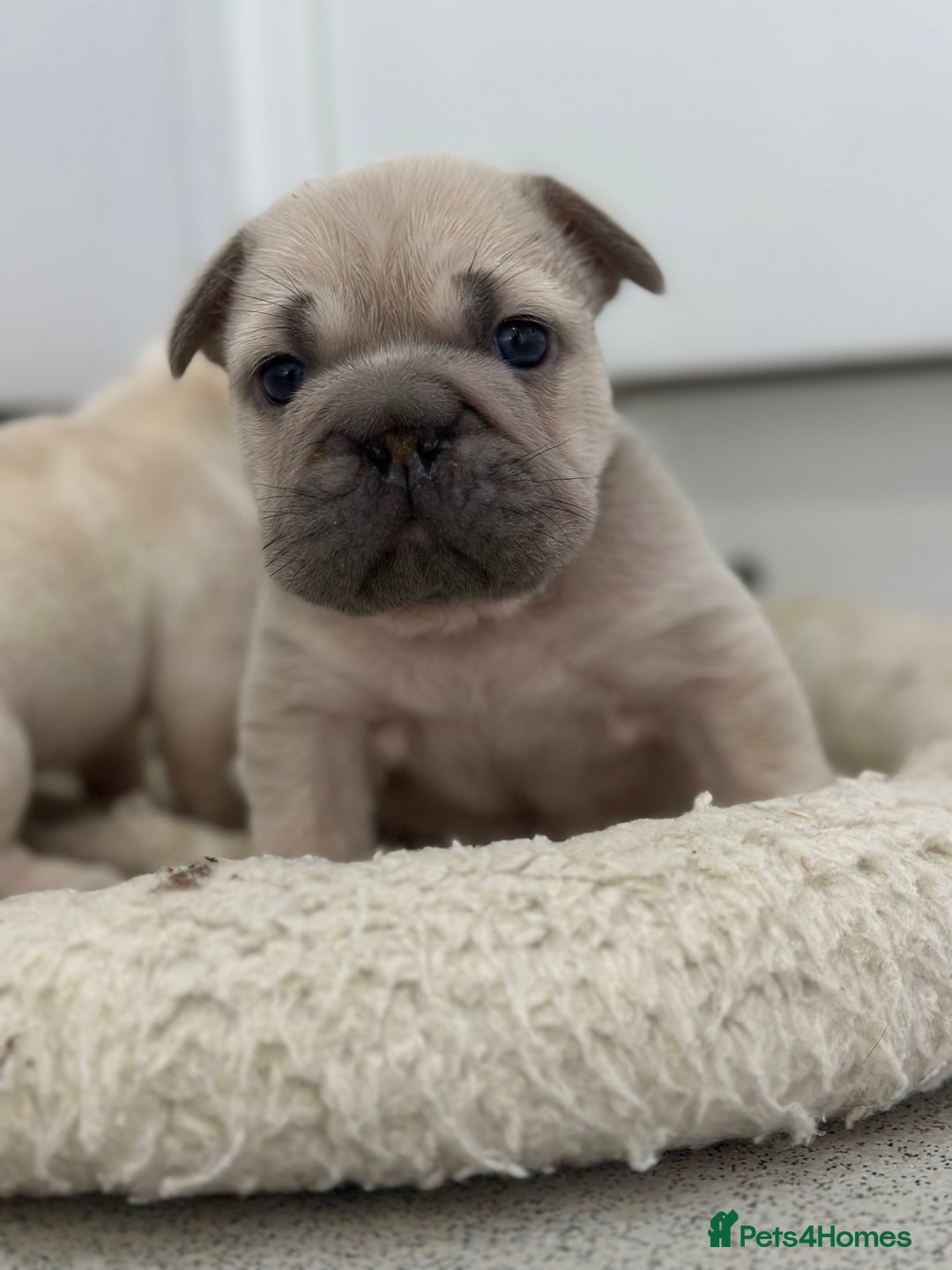 French Bulldog dogs for sale: French bulldog puppies  - Advert 23