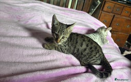 Savannah cats for sale: Savannah SBT adorable silver spotted boys and girl - Image 8