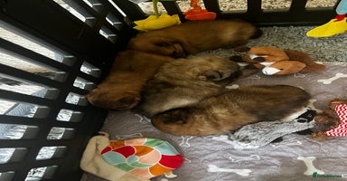 Pomeranian dogs Gorgeous Pomeranian Puppies, 1 Girl and 2 Boys - Advert 2