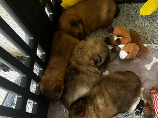 Pomeranian dogs Gorgeous Pomeranian Puppies, 2 Boys and 1 Girl - Advert 2