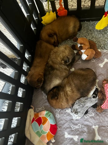 Pomeranian dogs Gorgeous Pomeranian Puppies, 2 Boys and 1 Girl - Advert 3