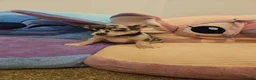 Chihuahua dogs for sale: 6 beautiful chihuahuas  - Advert 10