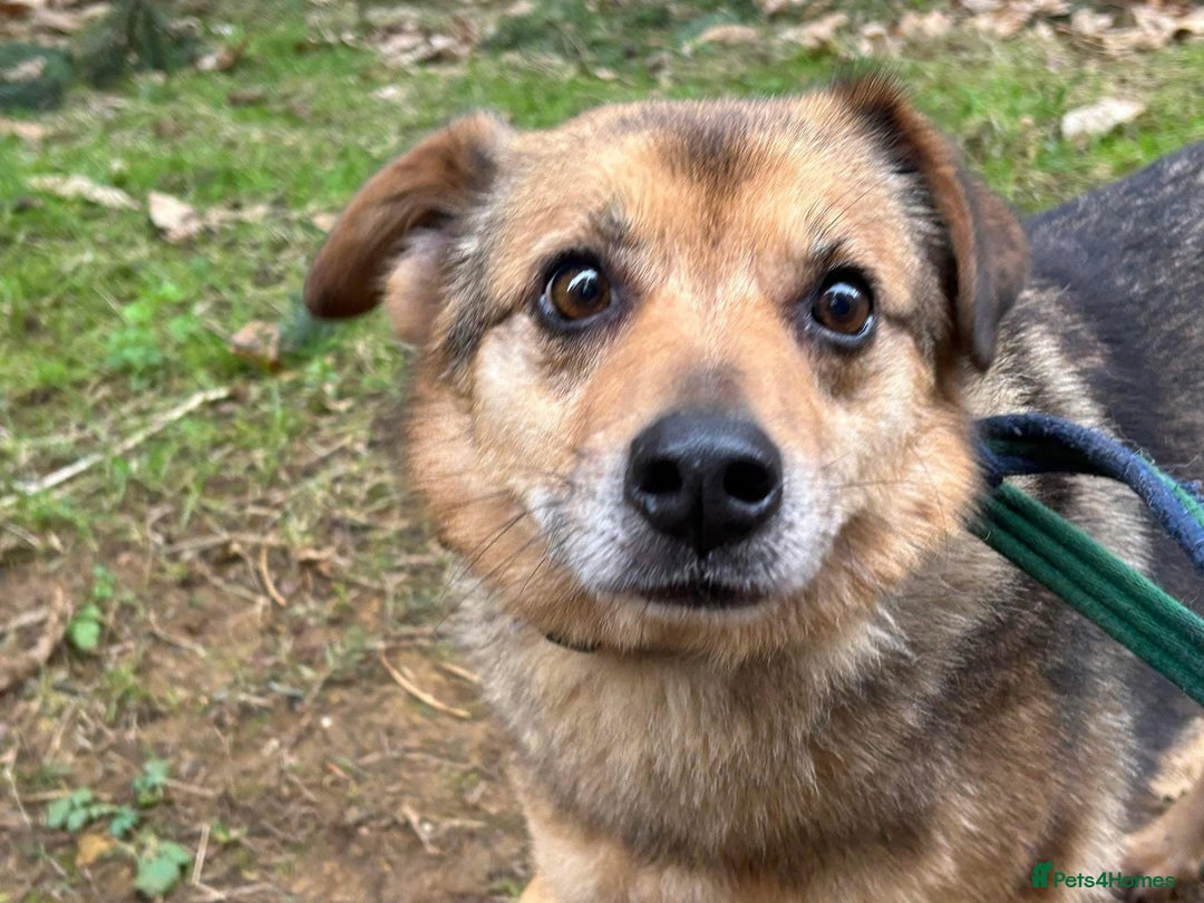 Mixed Breed dogs for adoption: Einstein - Norwich Norfolk  in Norwich - Image 1