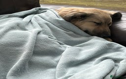 Mixed Breed dogs for adoption: 🐾 WINNIE - a Lovely young Girl, for a Loving Home - Image 2