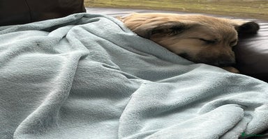 Mixed Breed dogs - Advert 3