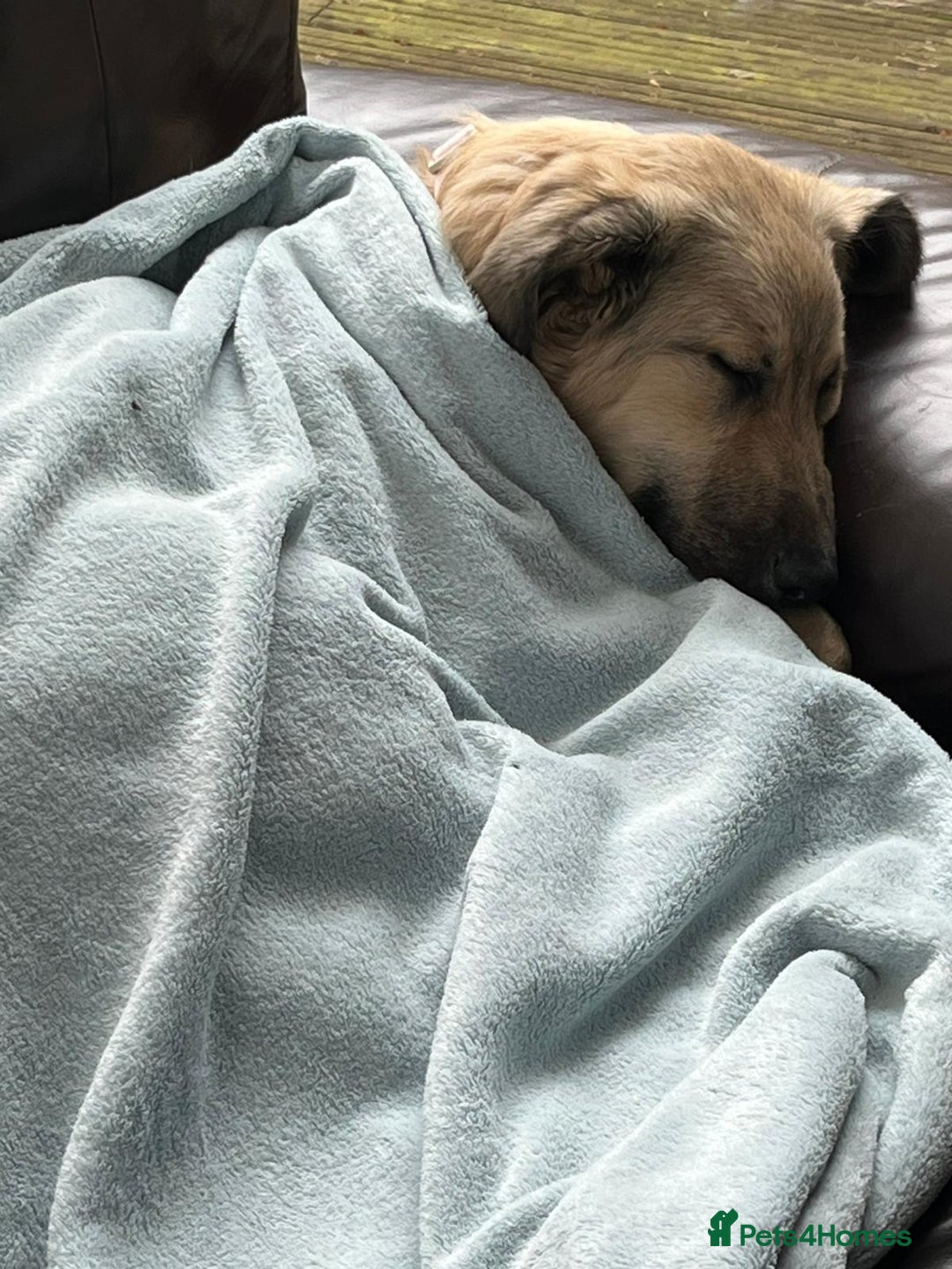 Mixed Breed dogs for adoption: 🐾 WINNIE - a Lovely young Girl, for a Loving Home - Image 2