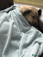 Mixed Breed dogs 🐾 WINNIE - a Lovely young Girl, for a Loving Home - Advert 2