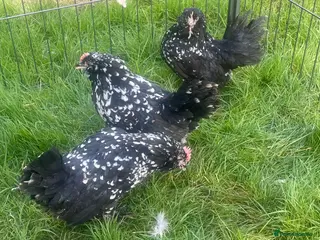 Chickens poultry Barbu D’uccles chickens - Advert 1