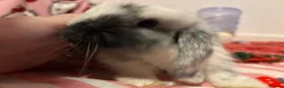 Mini Lop rabbits for sale: pure bred mini lop rabbit in Newton Aycliffe - Advert 6